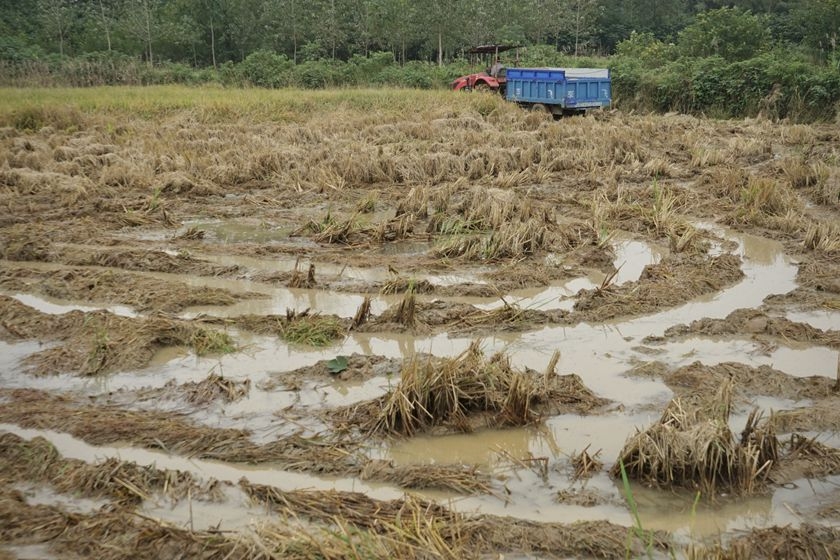 On October 10, in Nanyang City, Henan Province, tractors were carrying harvested rice. Continuous rain has caused severe waterlogging in the fields. Photo: VCG